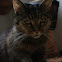 Domestic cat