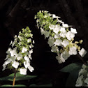 Oakleaf Hydranga
