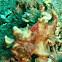 pygmy frogfish