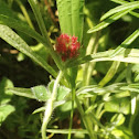 Crimson clover