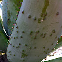Aloe sp