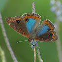 Genoveva Buckeye