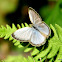 Pale Grass Blue