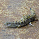 Southern Alligator Lizard