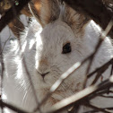 Snowshoe Hare
