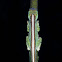 Lagartija anolis