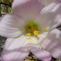 Rain Lily/ Flower of the West Wind