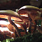 Sheathed Woodtuft