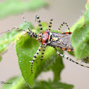 Assassin Bug