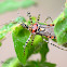 Assassin Bug