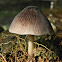 mushrooms
