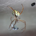 Tent Spider