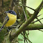 Common Tody-Flycatcher