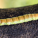 Caterpillar