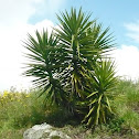 yuca pie de elefante