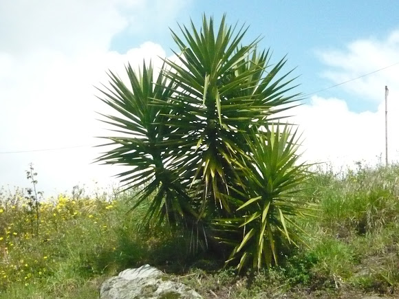 Spotting Image 1