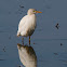 Garcilla bueyera (Cattle Egret)