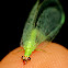 Green Lacewing