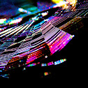 Web and sunlight