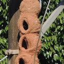 Rufous Hornero [Building Nest]