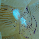 Bubble Coral Shrimp