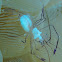 Bubble Coral Shrimp