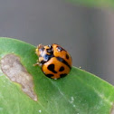 Variable Ladybird