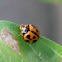 Variable Ladybird