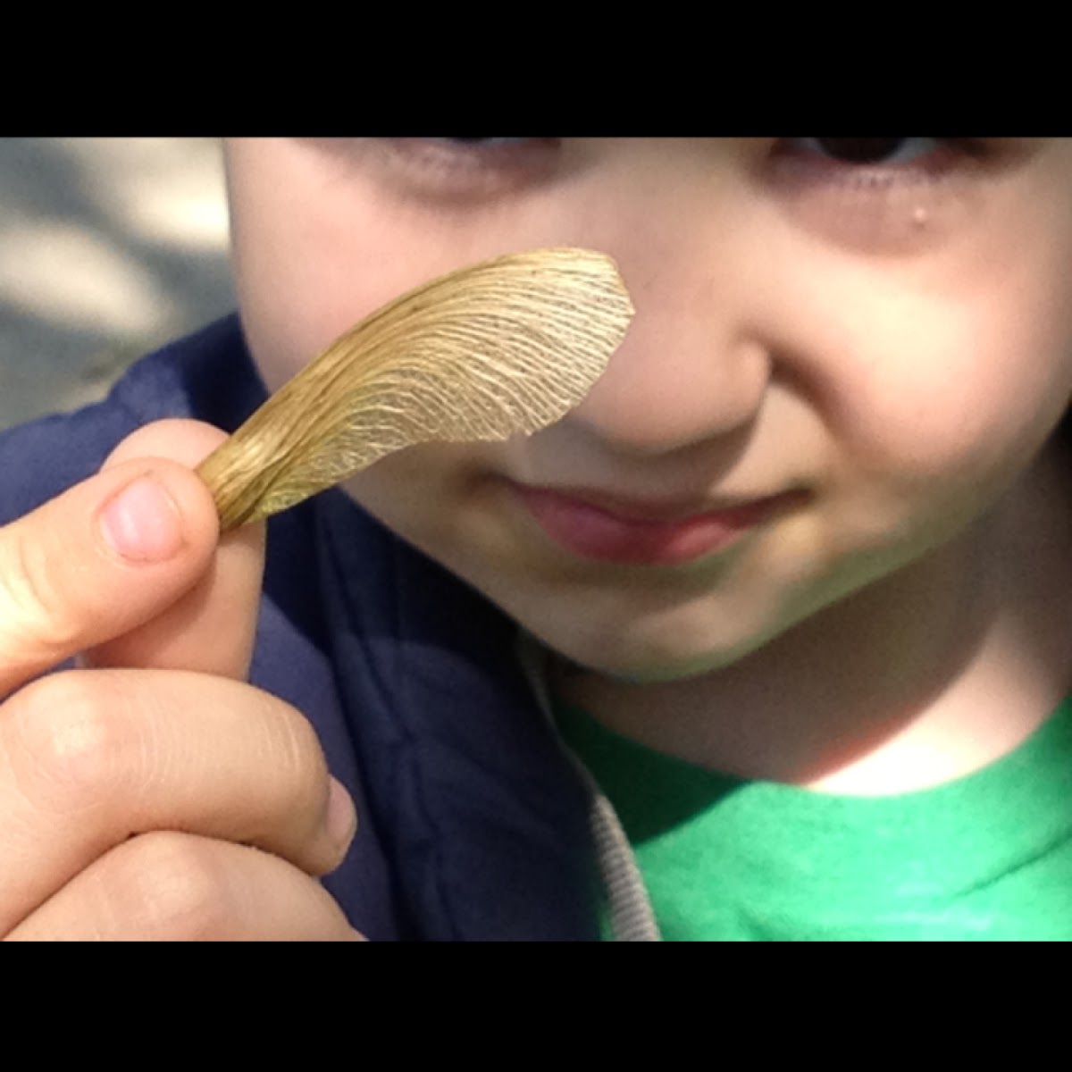 Maple tree seed (or helicopter, as the kids call it)