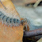 Processionary Caterpillar (Bag-shelter moth)