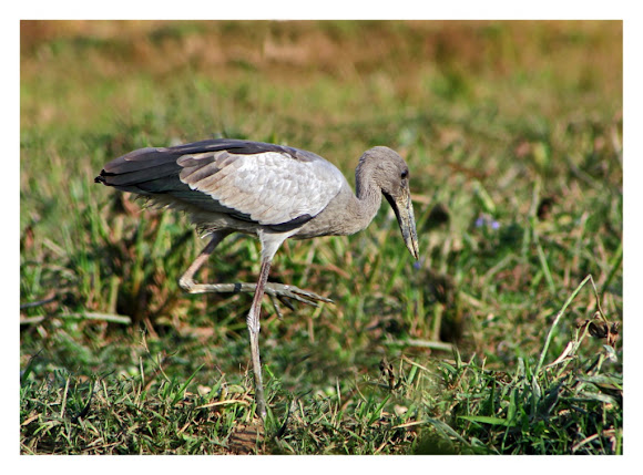 Spotting Image 1