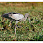 Openbill Stork