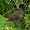 Red vented bulbul