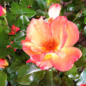 Playboy Rose