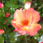Playboy Rose