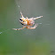 marbeled Orb Weaver