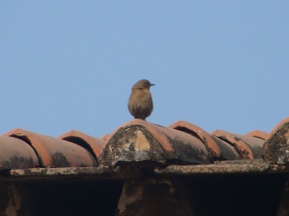 Spotting Image 1