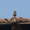 Brown Rock Chat
