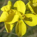 Wild Mustard Blossoms