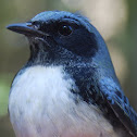Black-throated Blue Warbler