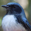 Black-throated Blue Warbler