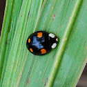 Asian Ladybug