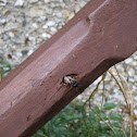 honey bee
