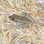 Leopard Frog