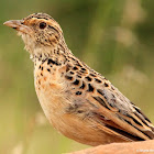 Rufous-naped lark