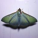 Crambid moth