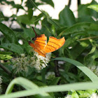Ruddy Daggerwing