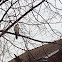 Cooper's Hawk