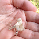Grasshopper Molt