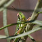 Snakeweed Grasshopper